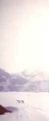 Sparavieri.jpg (38493 byte)